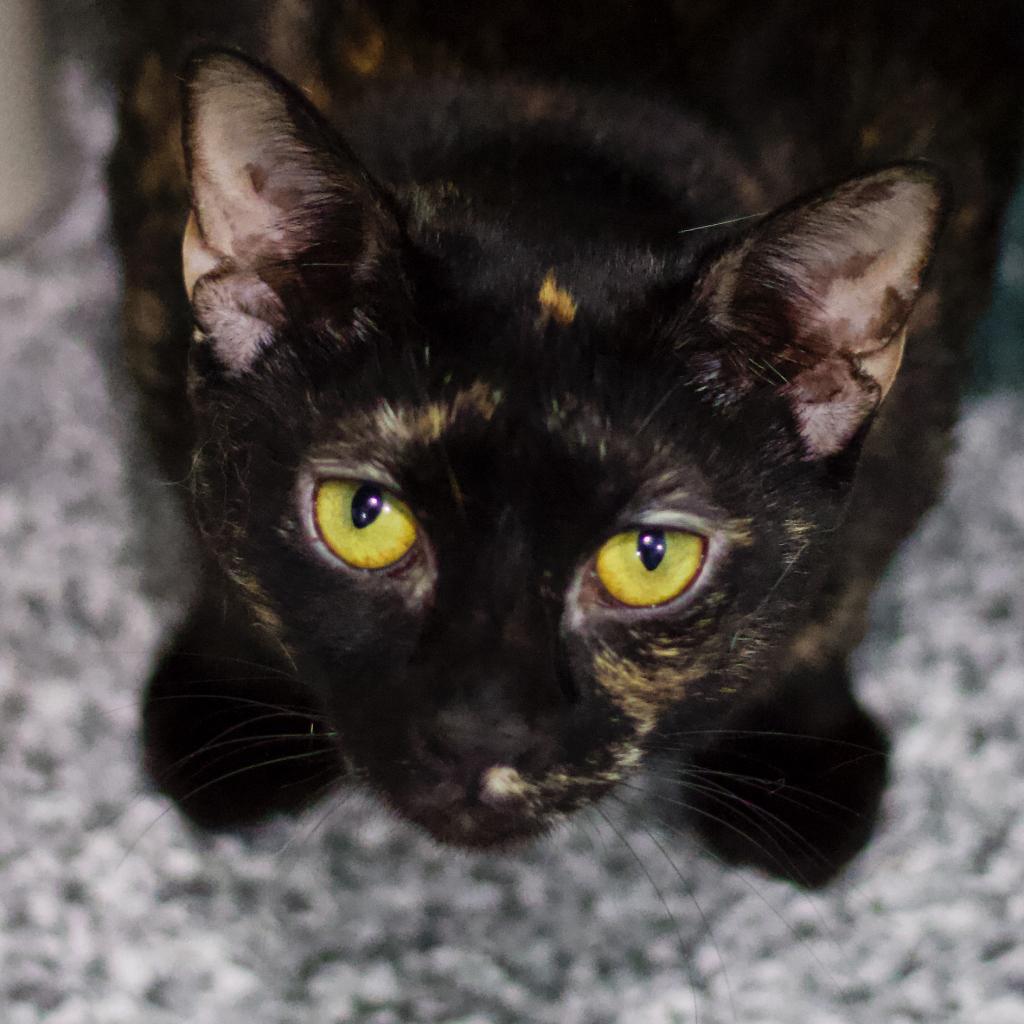 Enlarge Riannon, a Adoptable Domestic Short Hair in Cumming, GA image 2/3