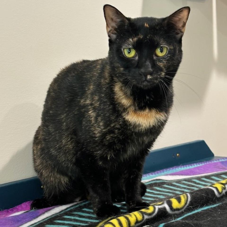 Enlarge Riannon, a Adoptable Domestic Short Hair in Cumming, GA image 3/3