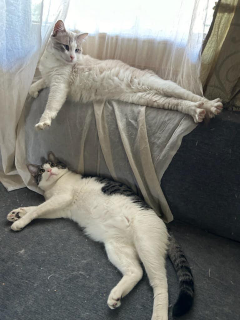 Jasper and Jack, Adoptable, Adult Male Siamese & Domestic Short Hair.