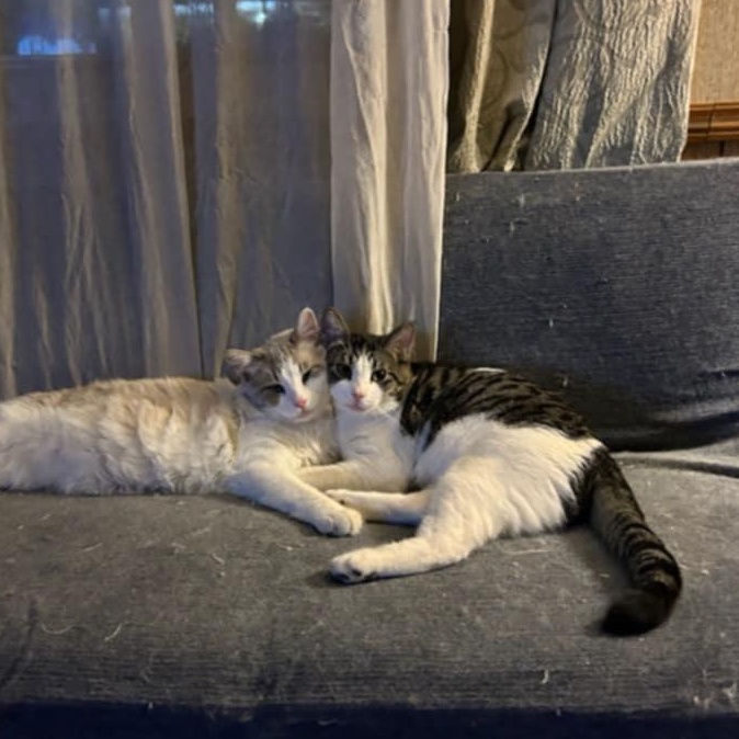 Enlarge Jasper and Jack, a Adoptable mixed breed in Atwater, CA image 2/2