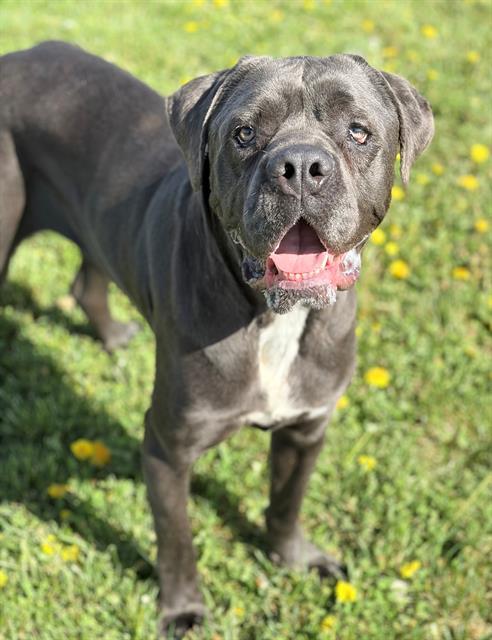 TOBY, Adoptable, Adult Male Cane Corso.