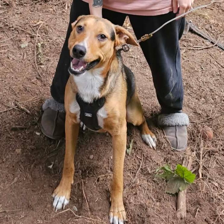 Enlarge Duck, a Adoptable German Shepherd Dog in Coos Bay, OR image 1/1