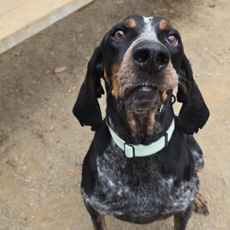 Boone (FKA Jeb), adoptable, Adult Male Bluetick Coonhound.
