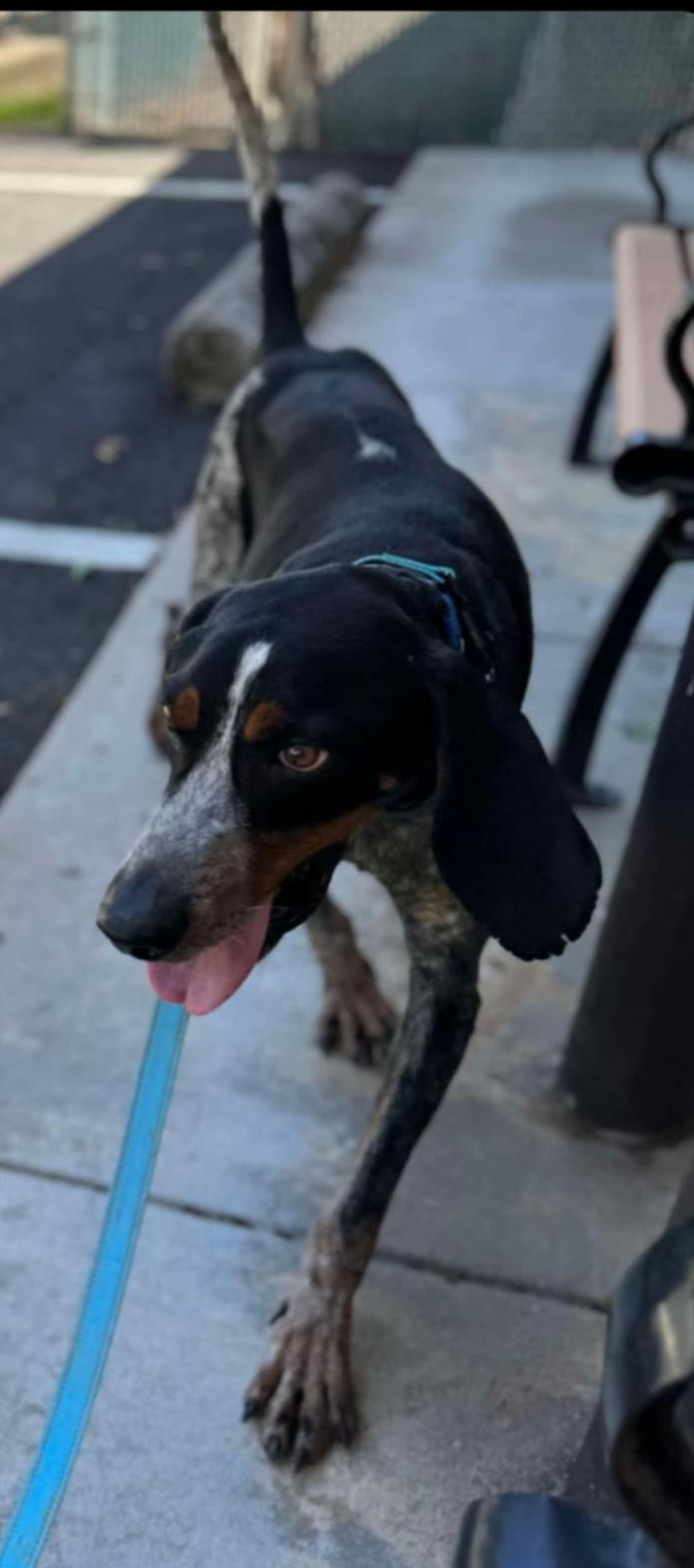 Enlarge Boone (FKA Jeb), an adoptable Bluetick Coonhound in Orange, VA image 3/6