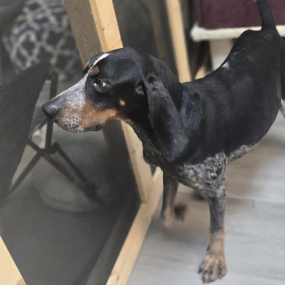 Enlarge Boone (FKA Jeb), an adoptable Bluetick Coonhound in Orange, VA image 5/6