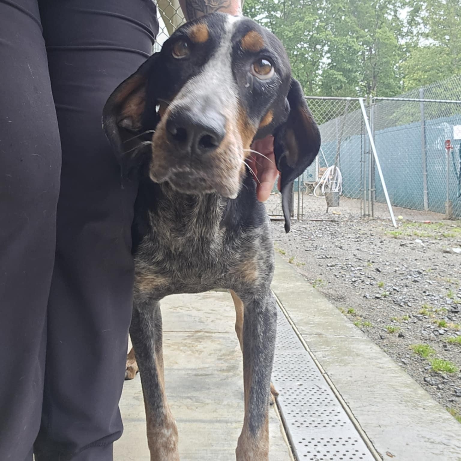 Enlarge Boone (FKA Jeb), an adoptable Bluetick Coonhound in Orange, VA image 6/6