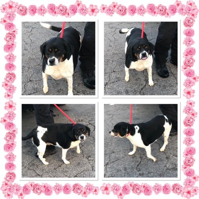 CYPRESS, Adoptable, Adult Female Beagle.