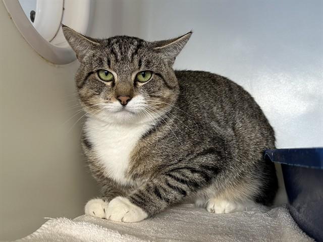 Enlarge ANGELO, a Adoptable Domestic Short Hair in McKinleyville, CA image 1/1