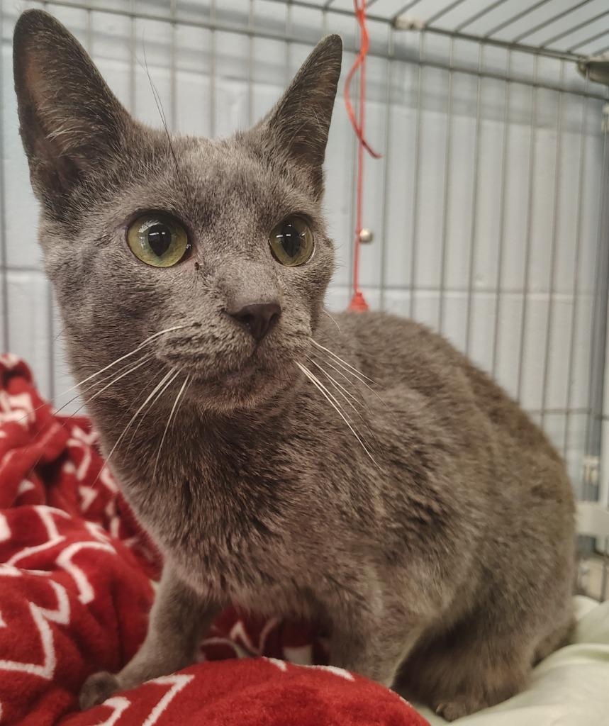 Fiona, Adoptable, Adult Female Domestic Short Hair.