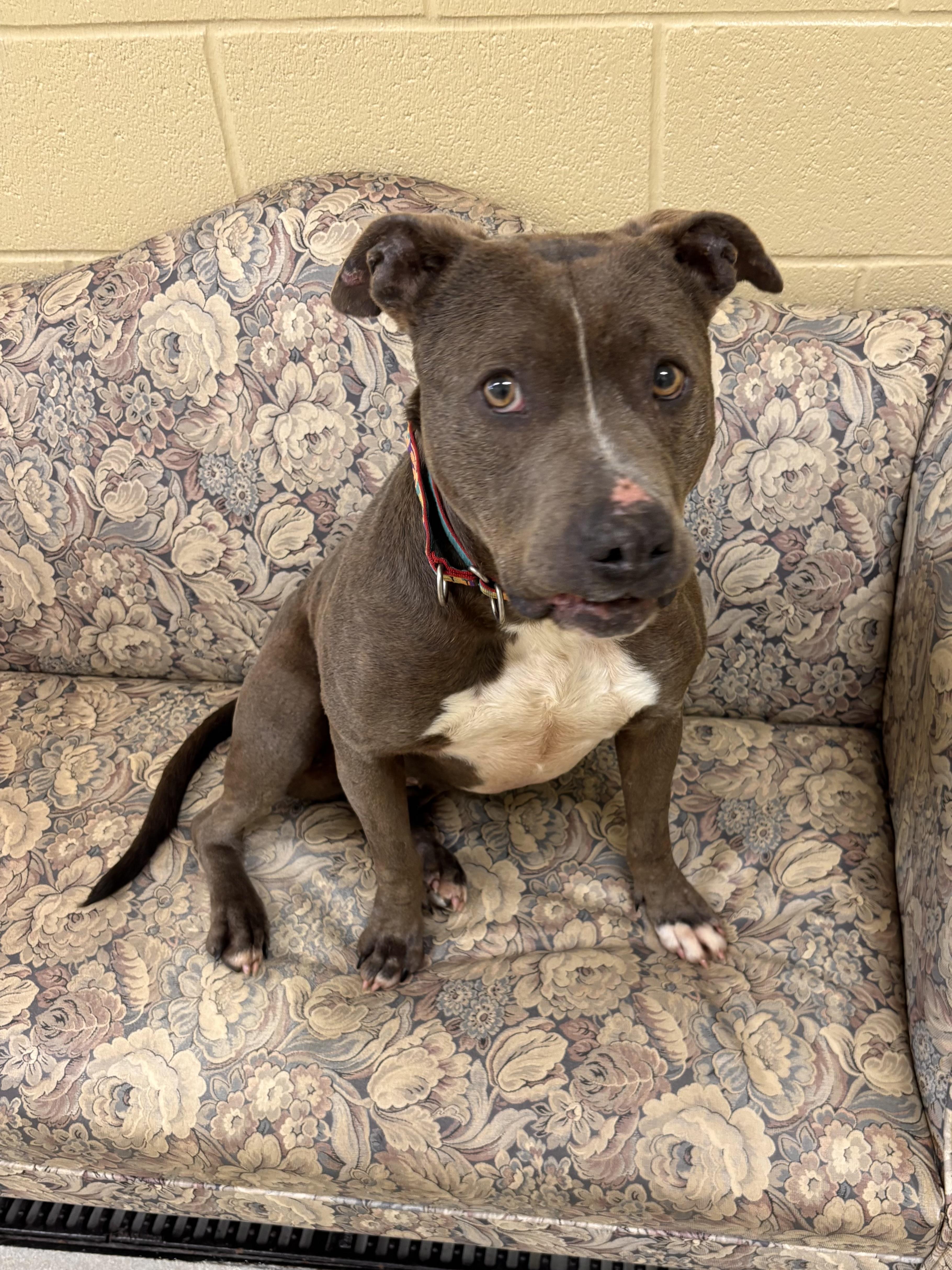 Leida , ADOPTABLE, Adult Female Pit Bull Terrier.