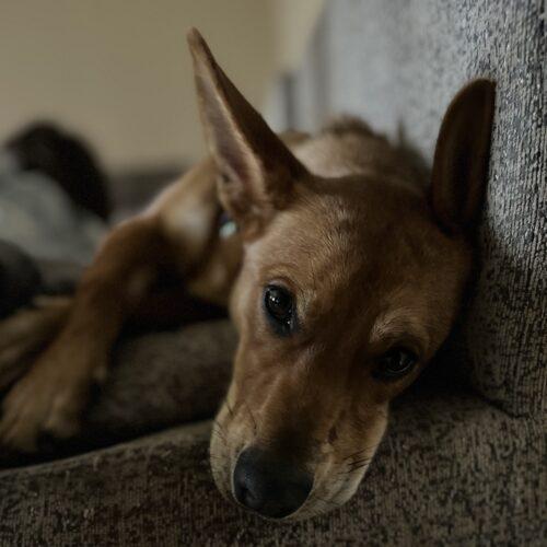 Darby, Adoptable, Young Female Corgi & Mixed Breed.