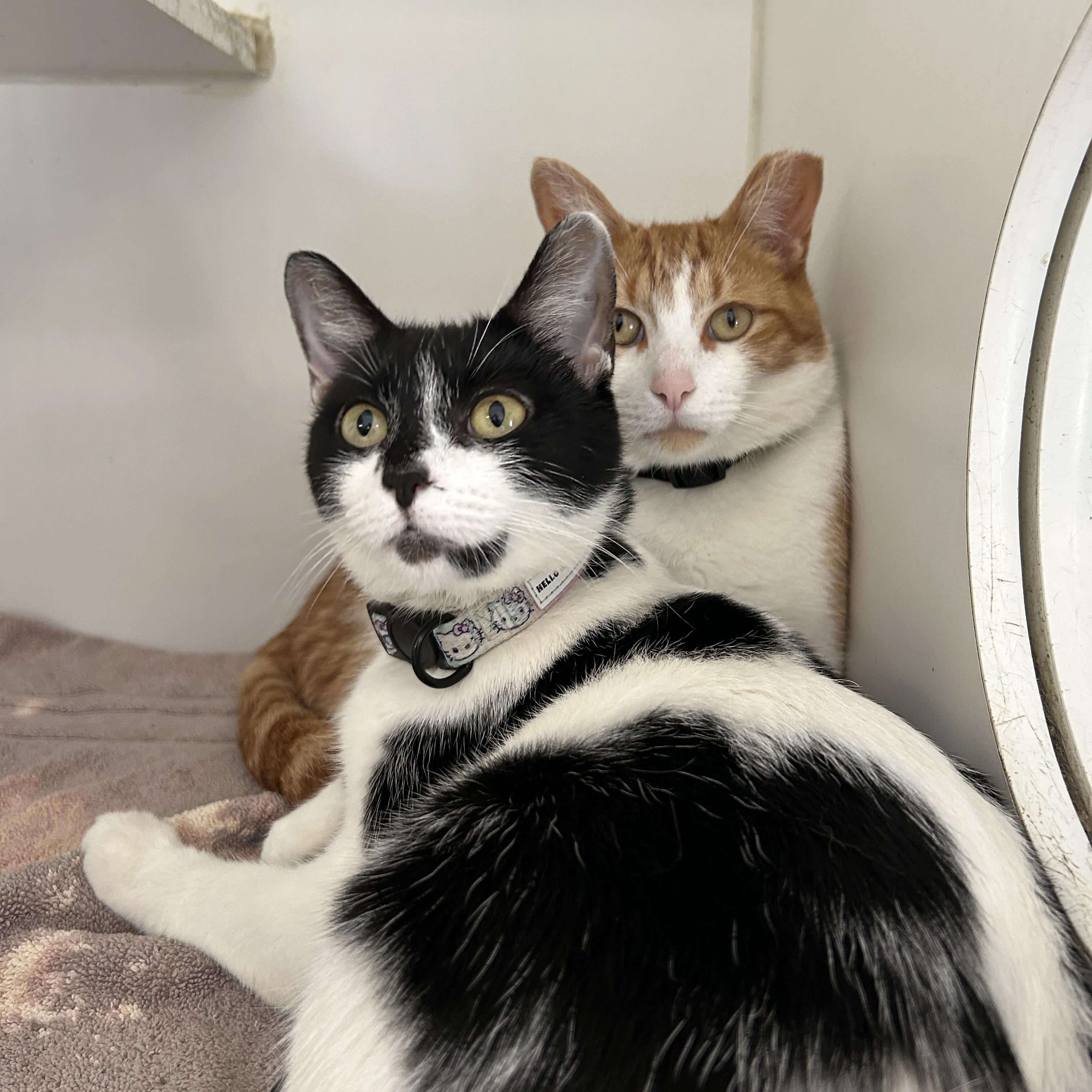 Sammy & Marionette (Bonded), Adoptable, Adult Male Domestic Short Hair.