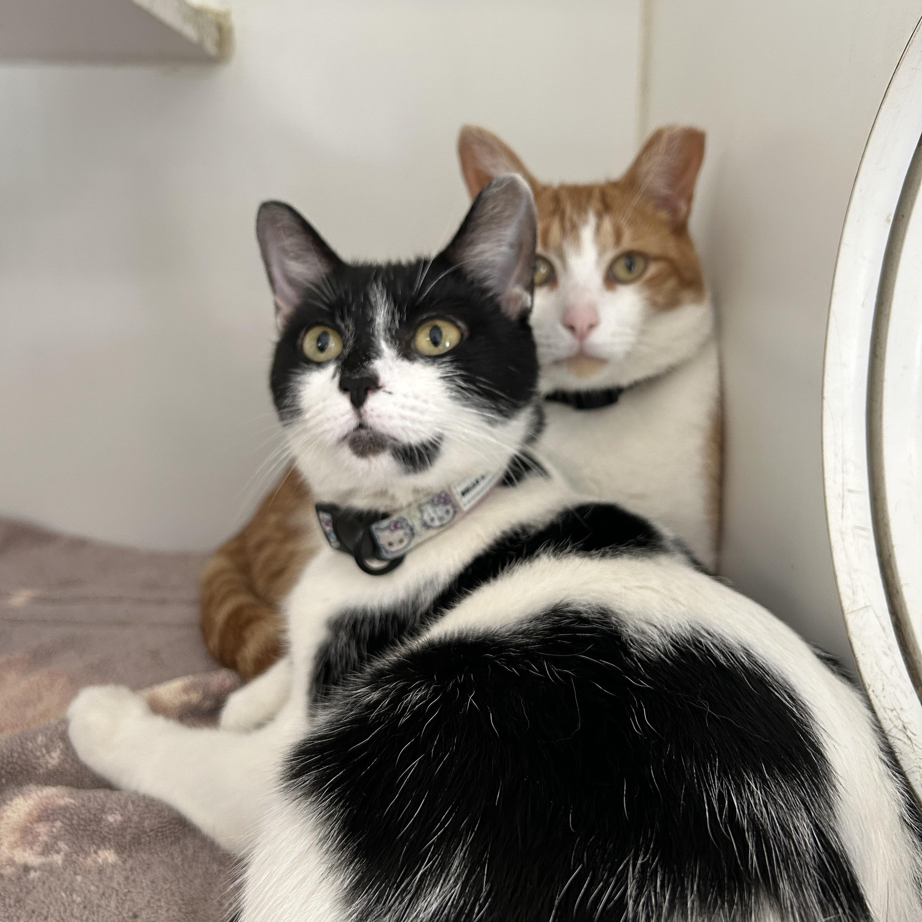 Sammy & Marionette (Bonded), a Adoptable Domestic Short Hair in La Grange Park, IL image 2/5