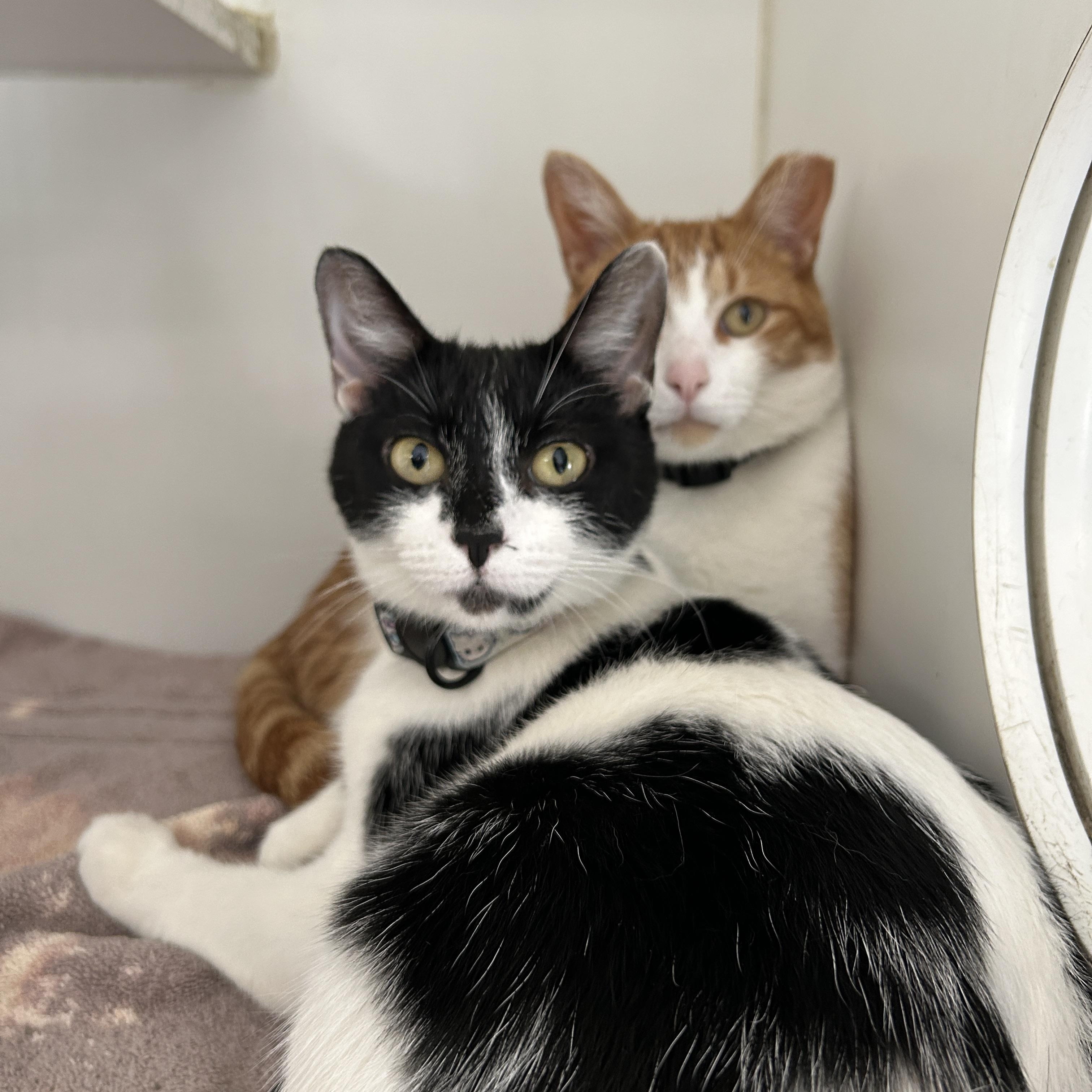 Sammy & Marionette (Bonded), a Adoptable Domestic Short Hair in La Grange Park, IL image 3/5