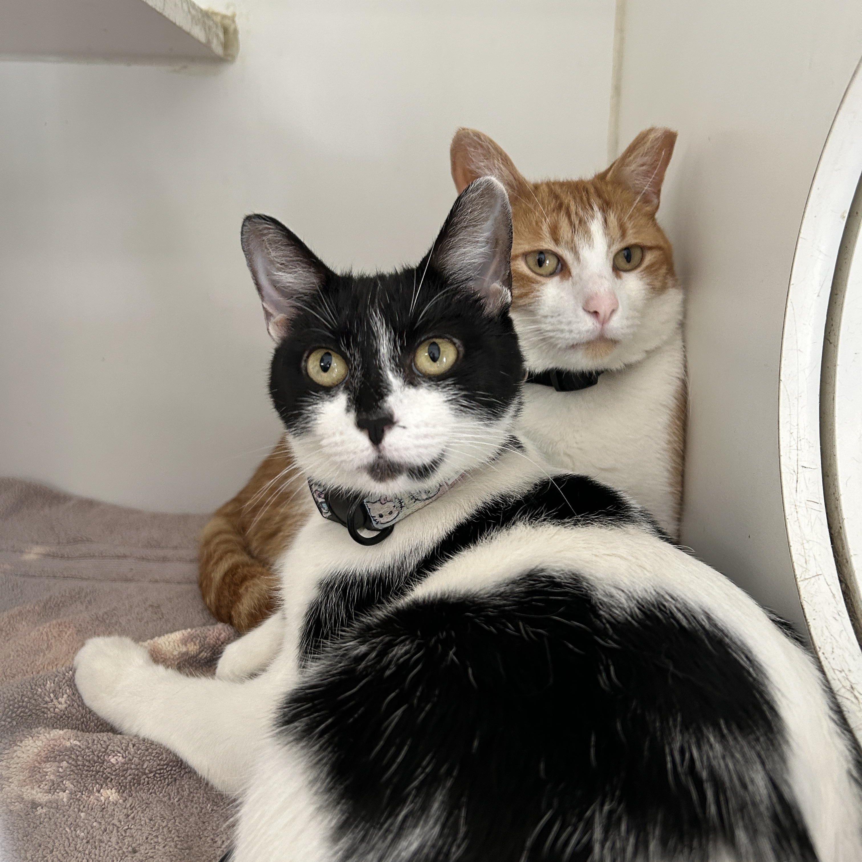 Sammy & Marionette (Bonded), a Adoptable Domestic Short Hair in La Grange Park, IL image 4/5