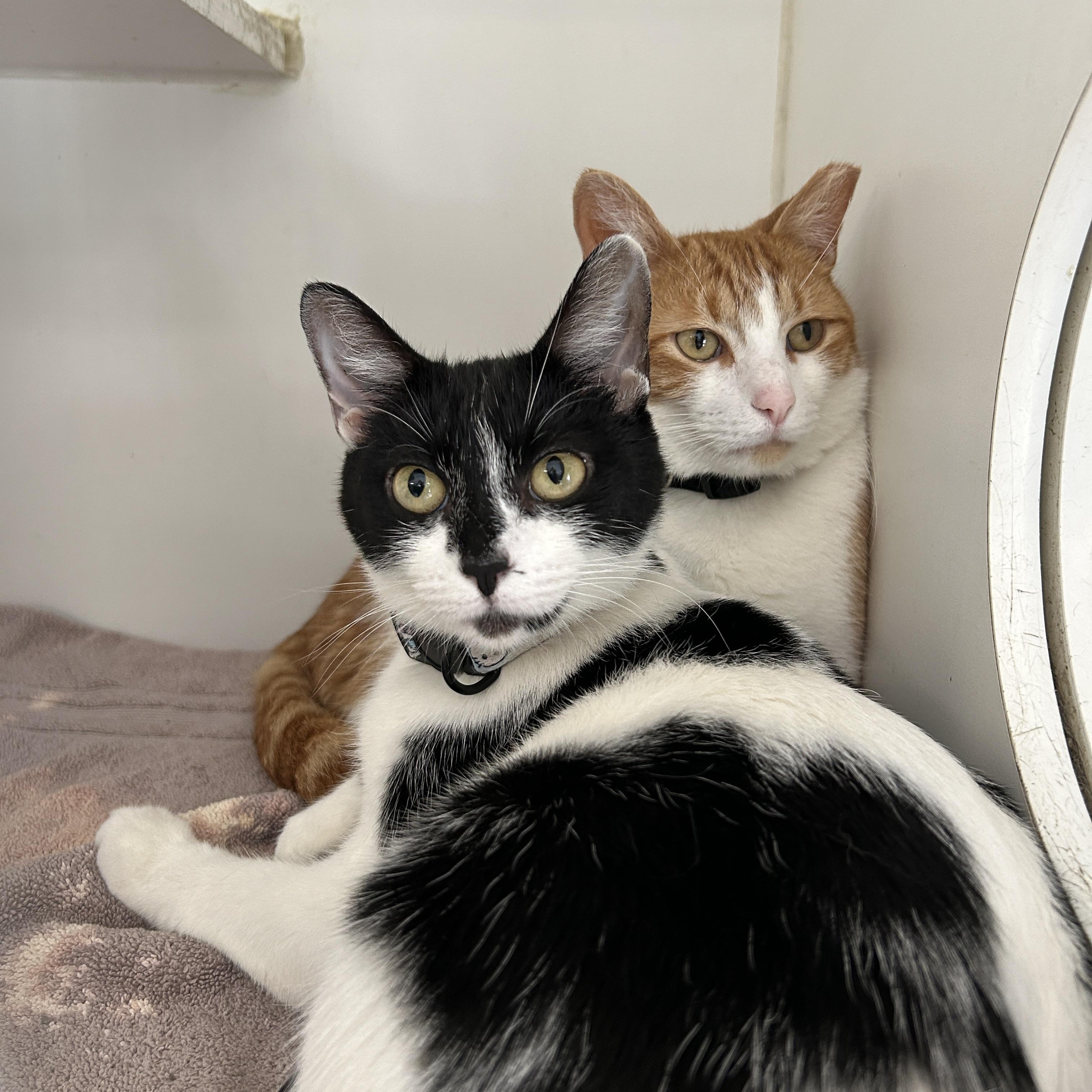 Sammy & Marionette (Bonded), a Adoptable Domestic Short Hair in La Grange Park, IL image 5/5
