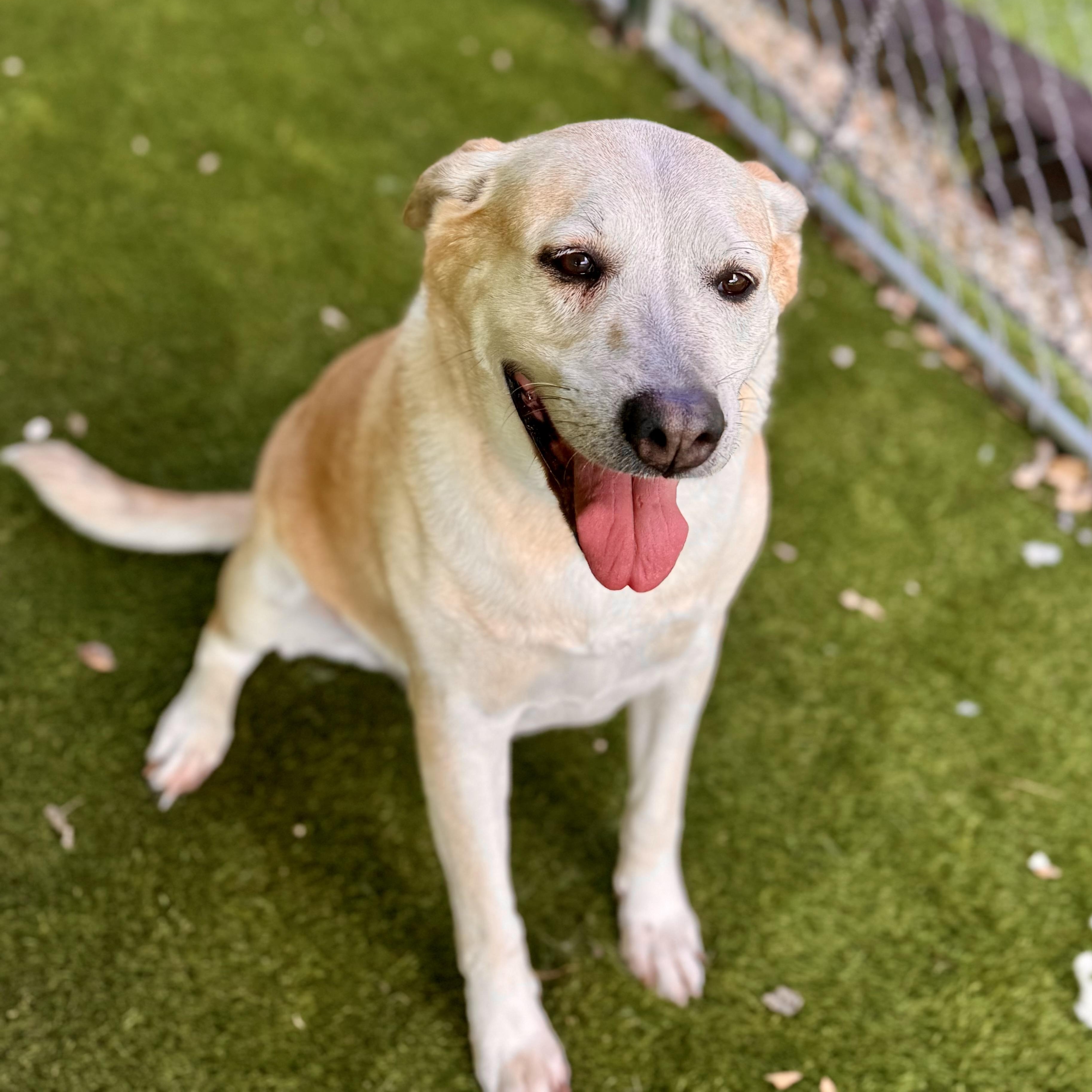 Bree, Adoptable, Adult Female Labrador Retriever & American Staffordshire Terrier.