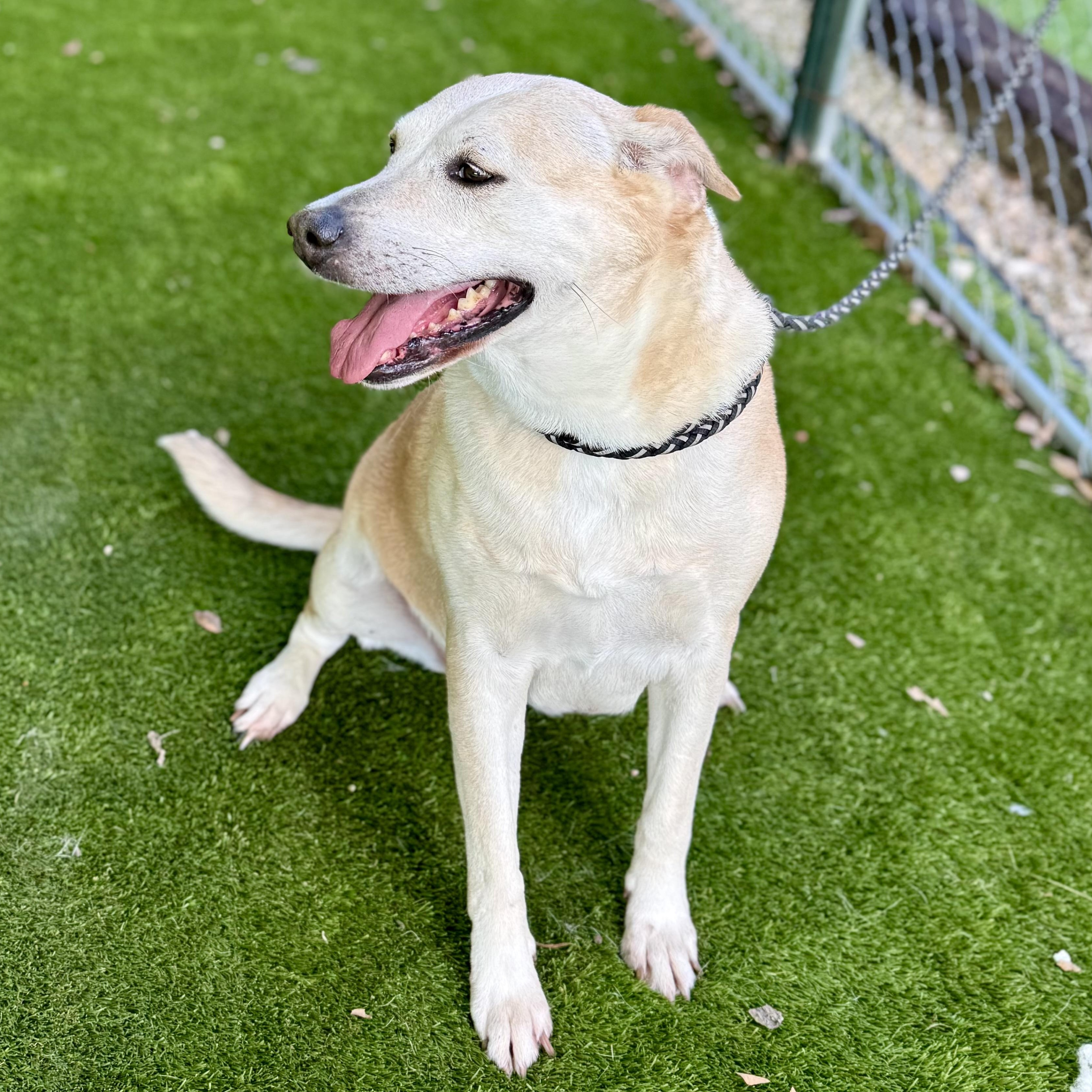 Enlarge Bree, a Adoptable mixed breed in Blaine, WA image 2/5