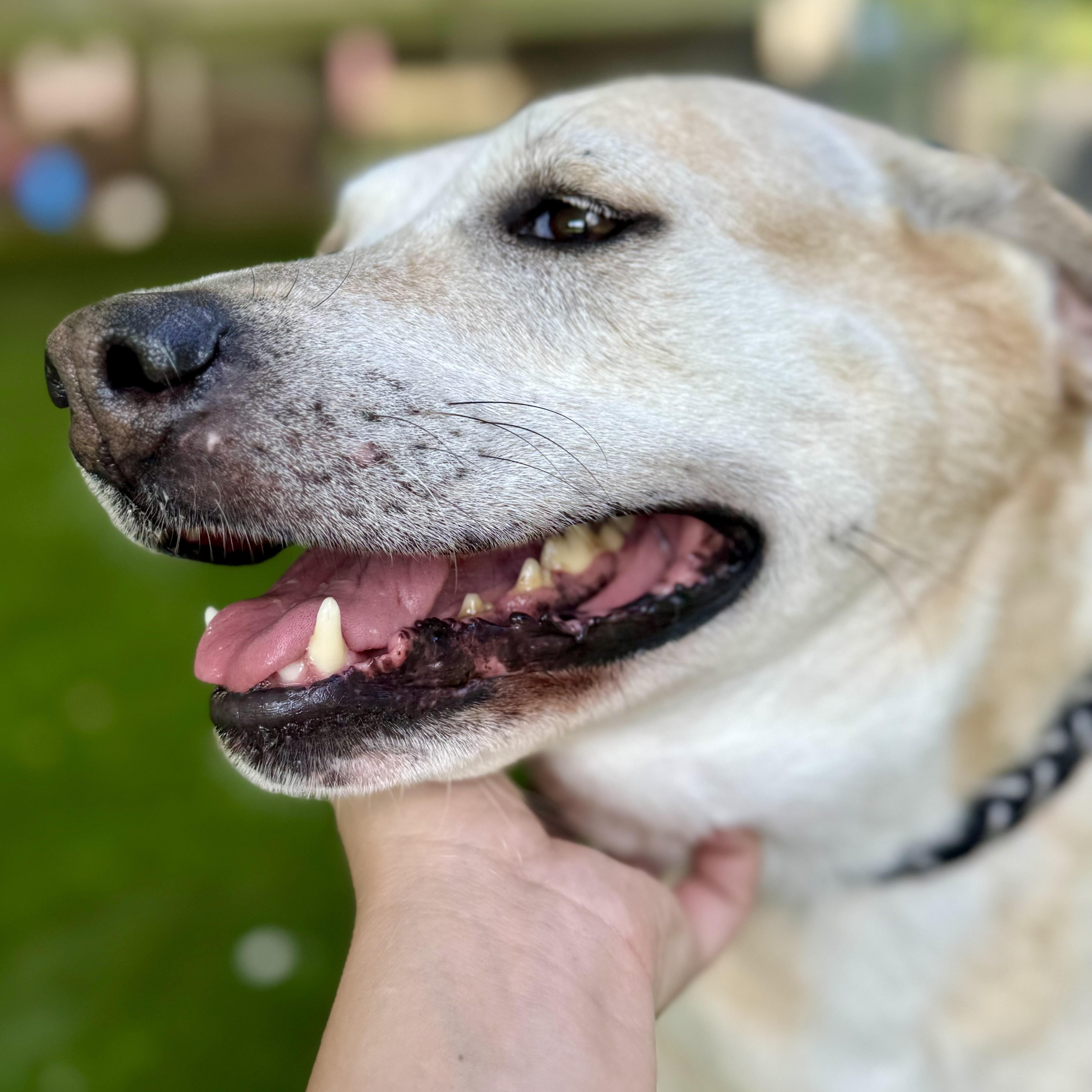 Enlarge Bree, a Adoptable mixed breed in Blaine, WA image 3/5