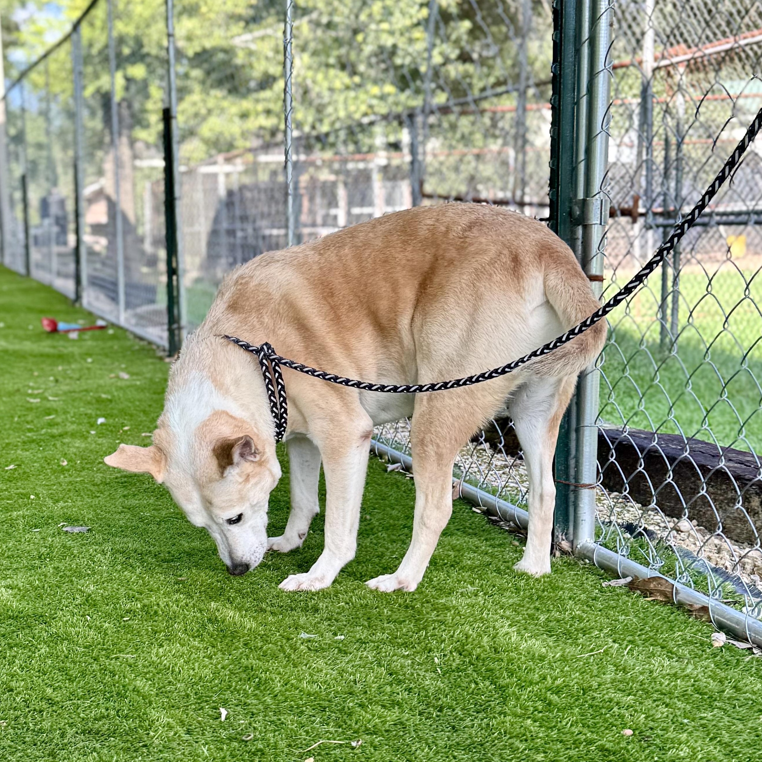 Enlarge Bree, a Adoptable mixed breed in Blaine, WA image 4/5