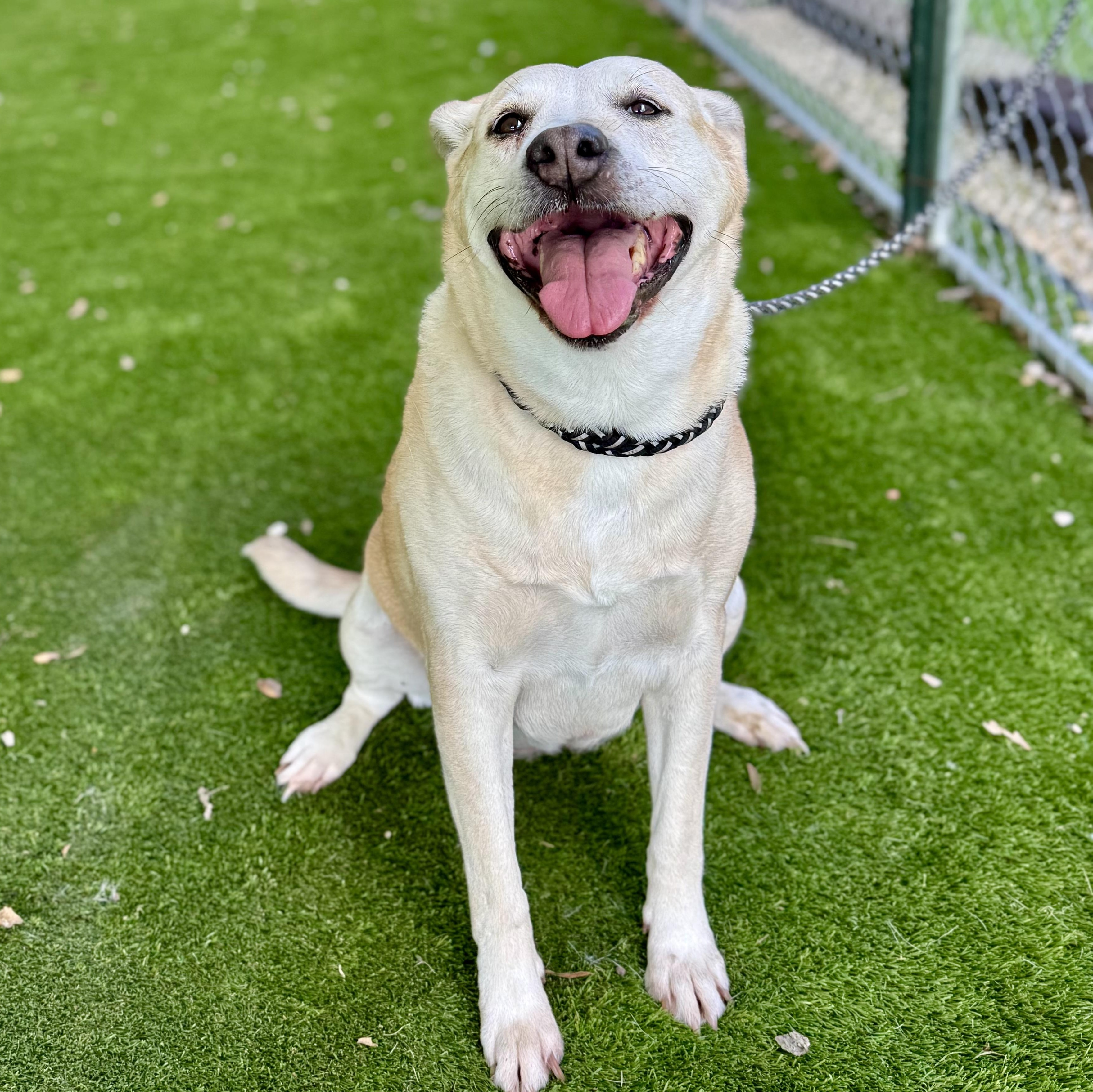 Bree, Adoptable, Adult Female Labrador Retriever & American Staffordshire Terrier.