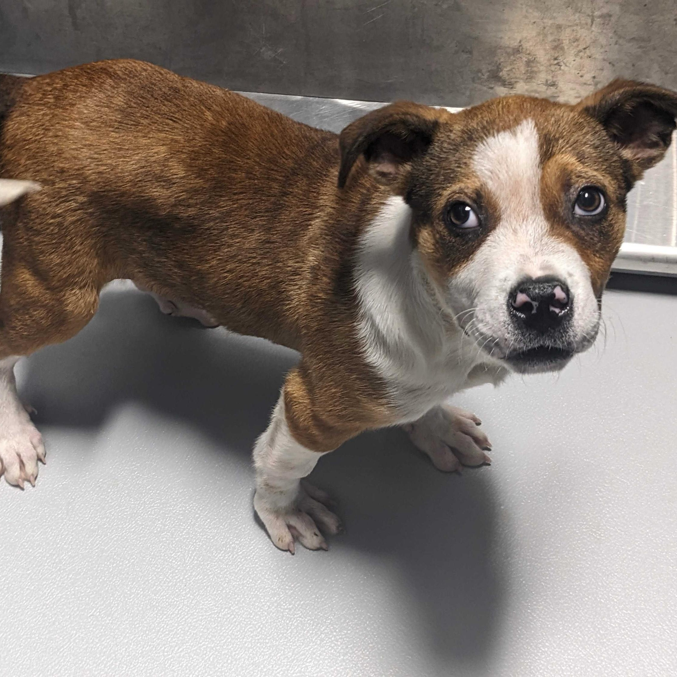 Smiley, ADOPTABLE, Puppy Male Terrier.
