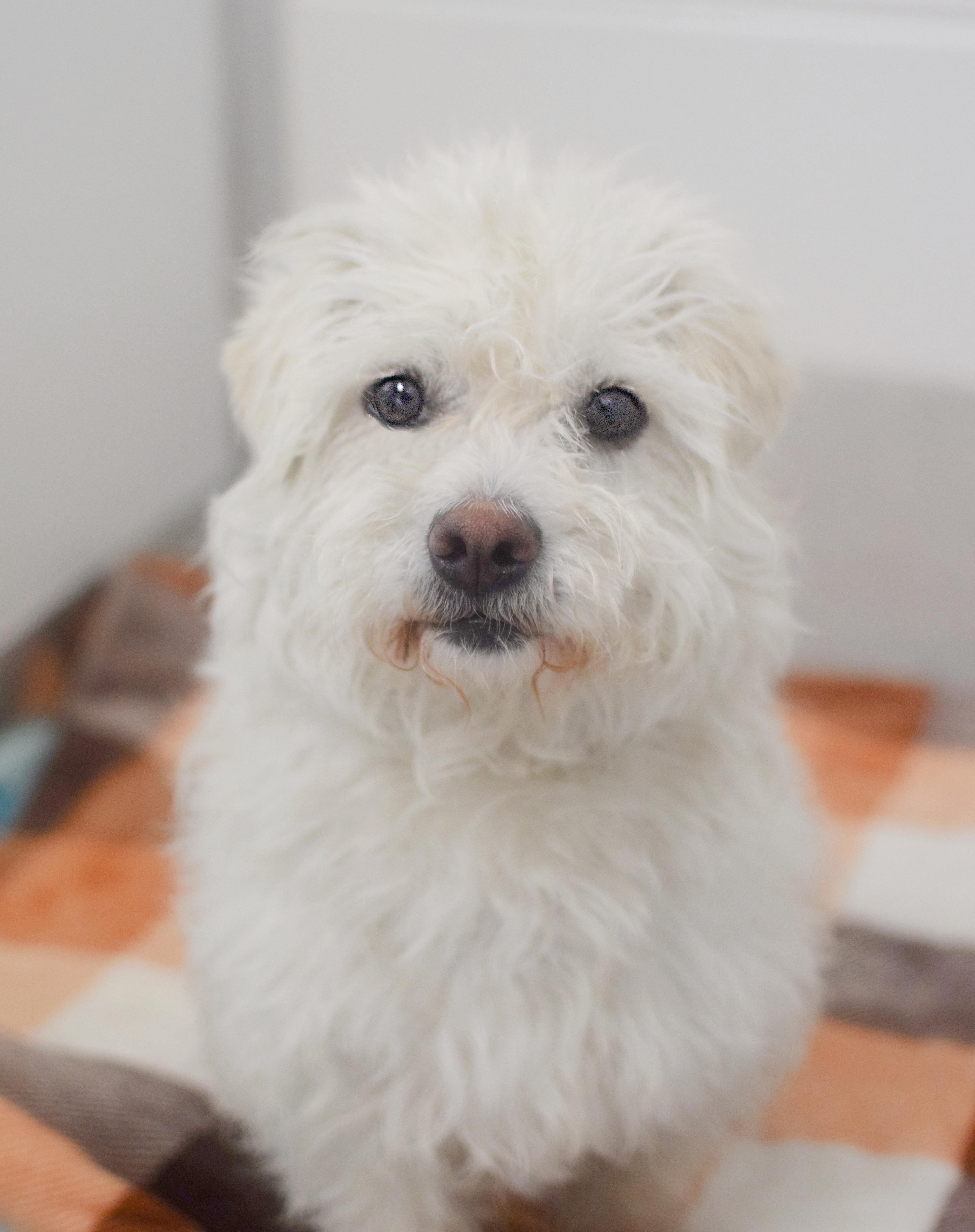 Salt, adopted, Adult Female Maltese.