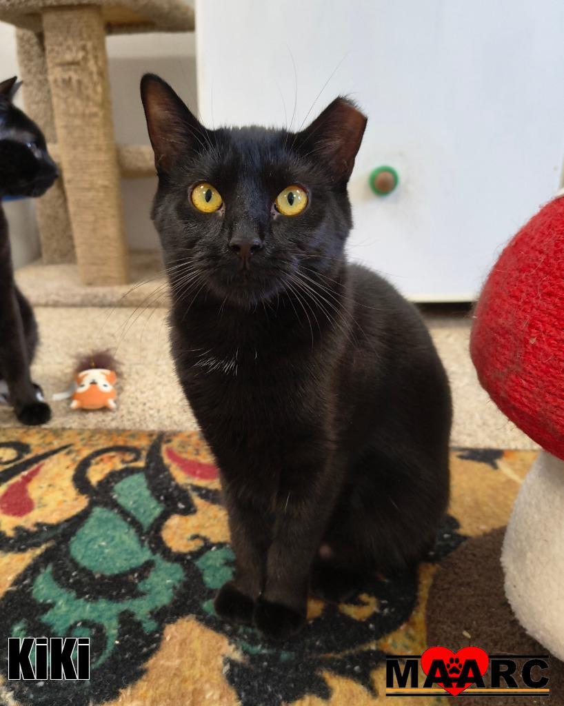 KiKi, Adoptable, Kitten Female Domestic Short Hair.
