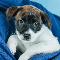 Enlarge Rajah, a Adoptable mixed breed in Minneapolis, MN image 2/6
