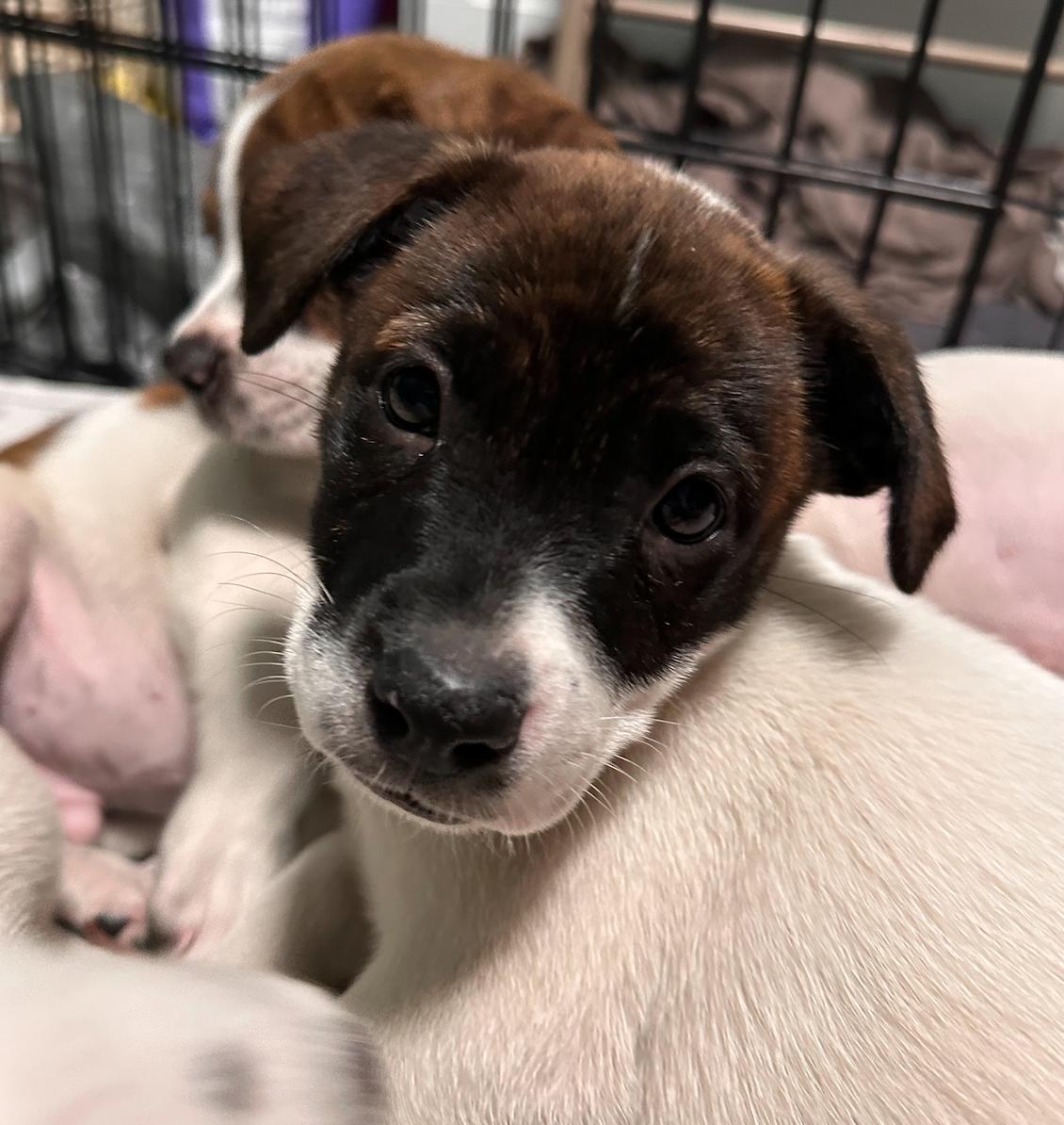 Enlarge Rajah, a Adoptable mixed breed in Minneapolis, MN image 6/6