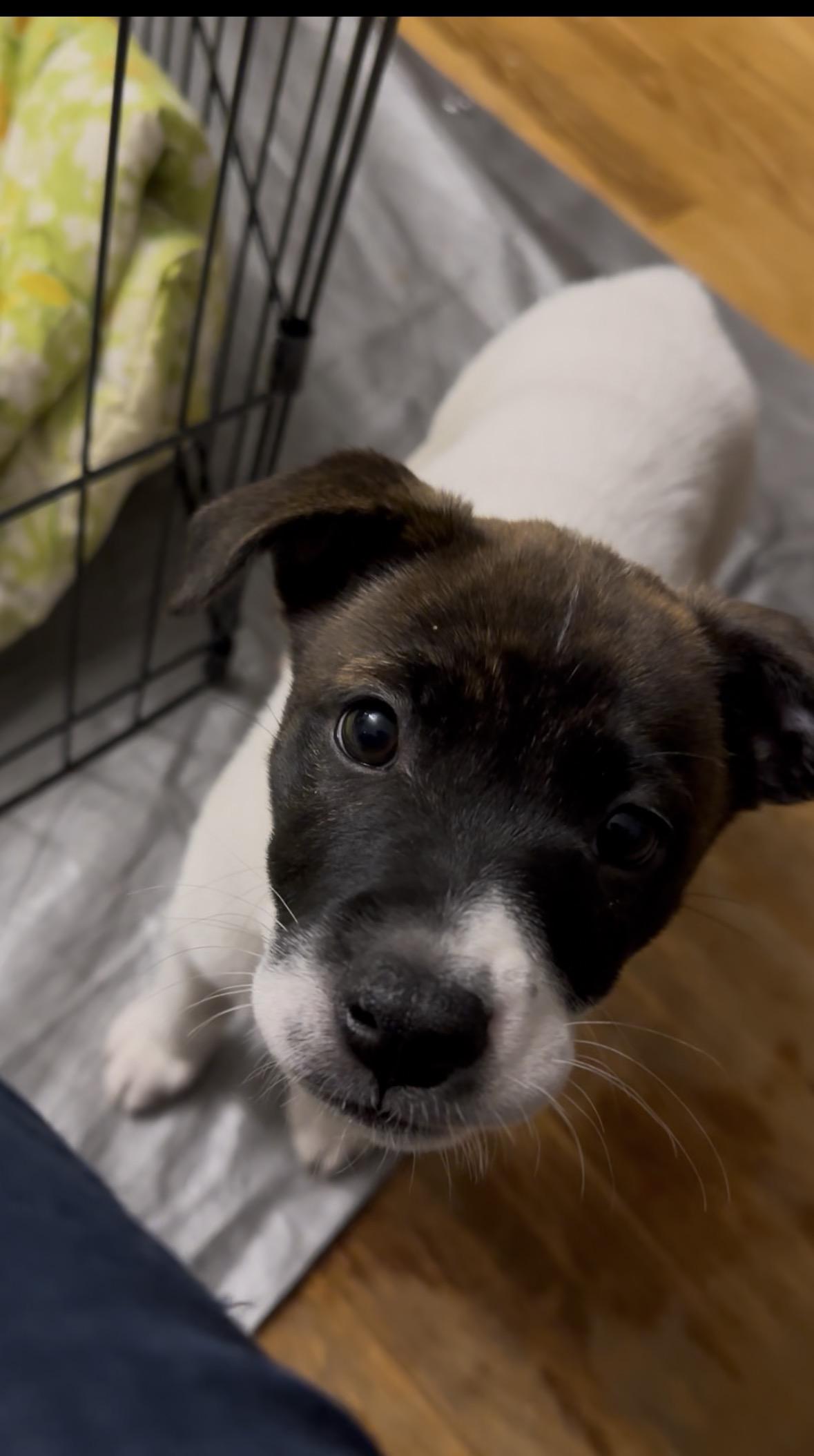 Enlarge Rajah, a Adoptable mixed breed in Minneapolis, MN image 4/6