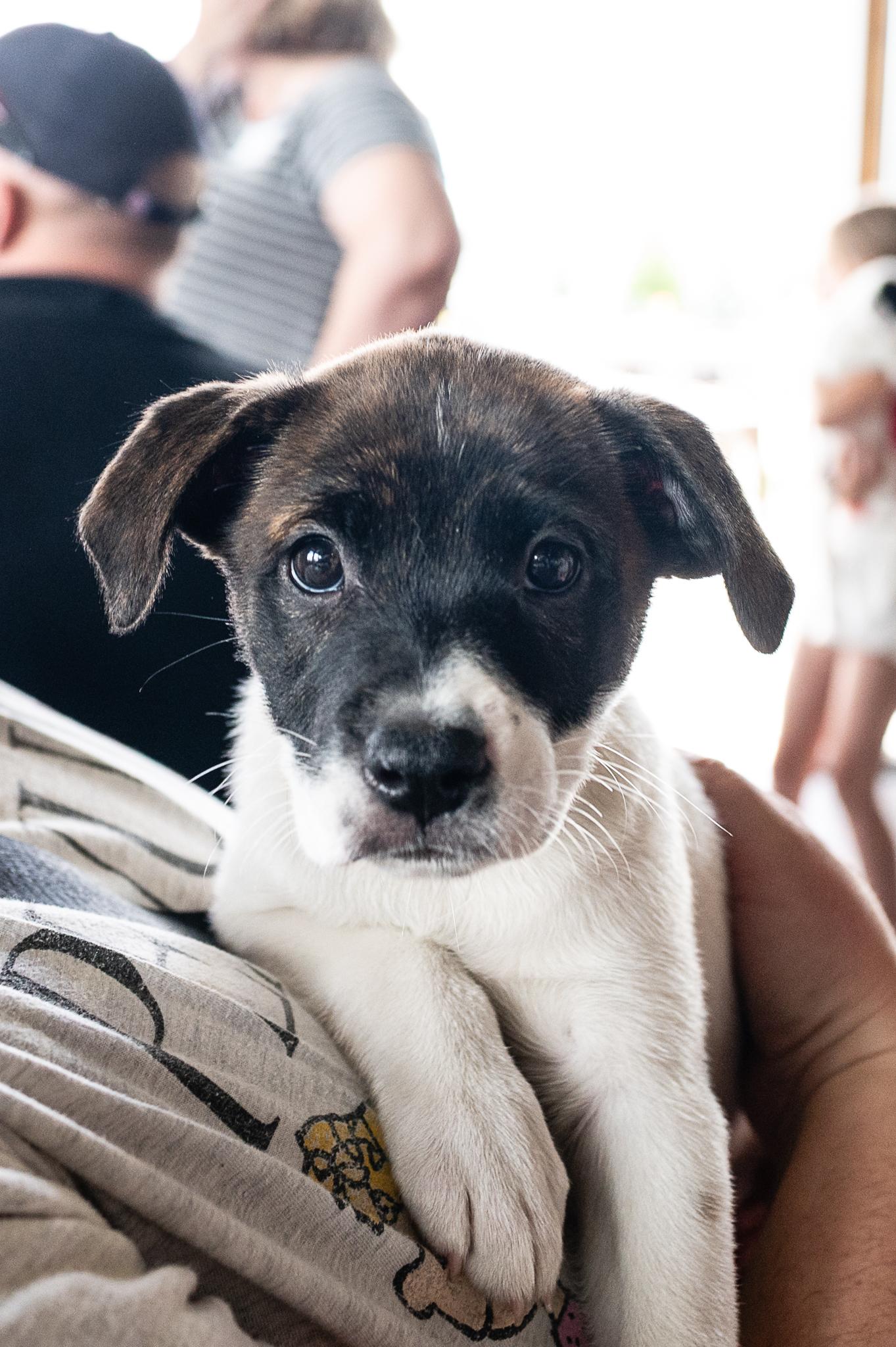 Rajah, Adoptable, Puppy Female Retriever & Boxer.