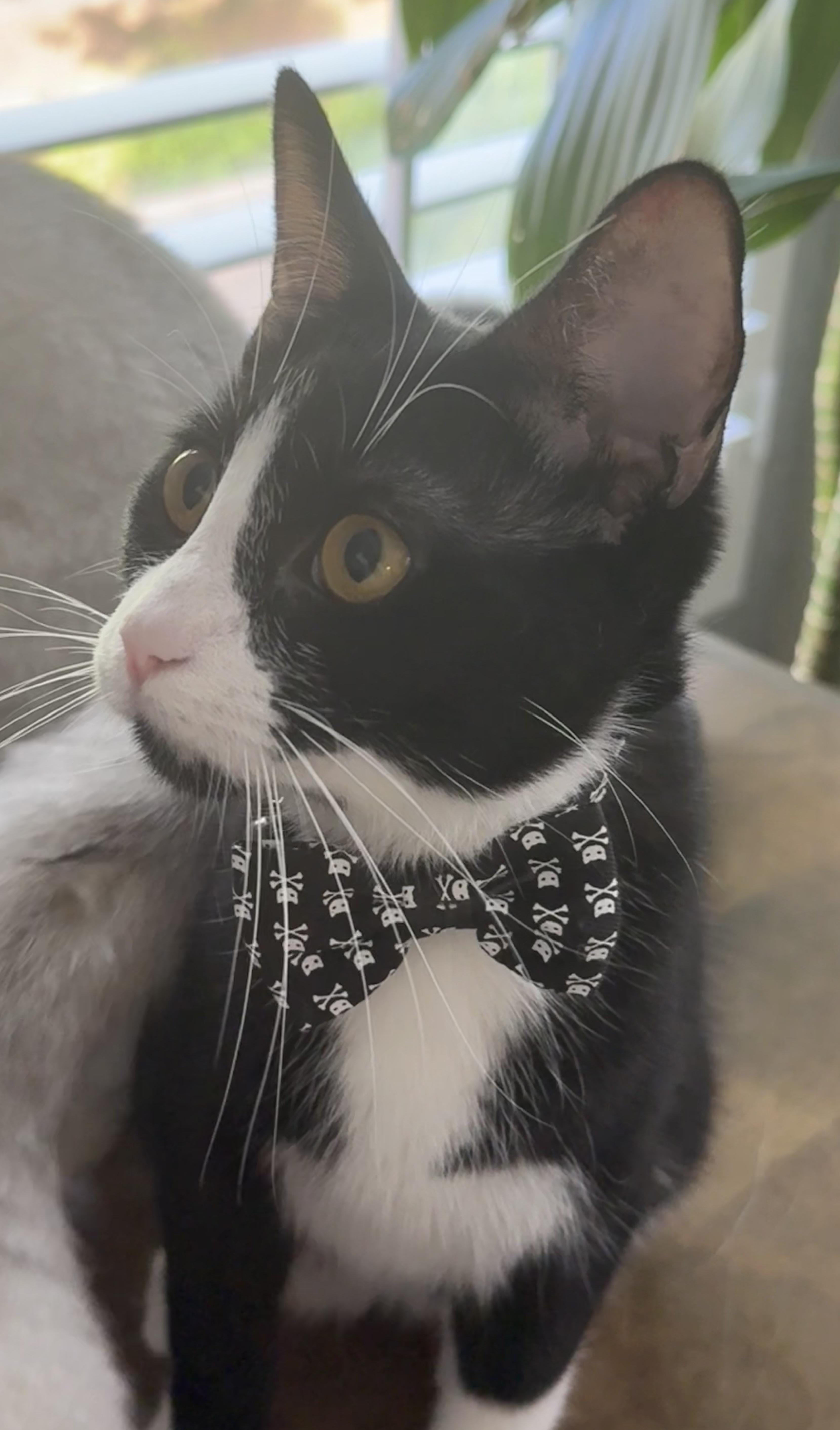 Theodore