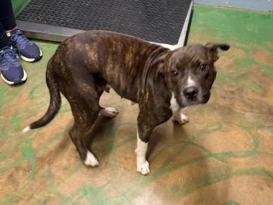 Regina 26, Adoptable, Adult Female Mixed Breed.