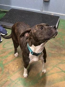 Enlarge Regina 26, a Adoptable mixed breed in Brookhaven, MS image 2/5