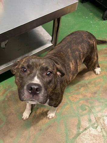 Enlarge Regina 26, a Adoptable mixed breed in Brookhaven, MS image 3/5