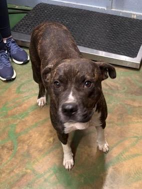 Enlarge Regina 26, a Adoptable mixed breed in Brookhaven, MS image 4/5