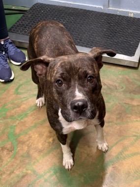 Enlarge Regina 26, a Adoptable mixed breed in Brookhaven, MS image 5/5