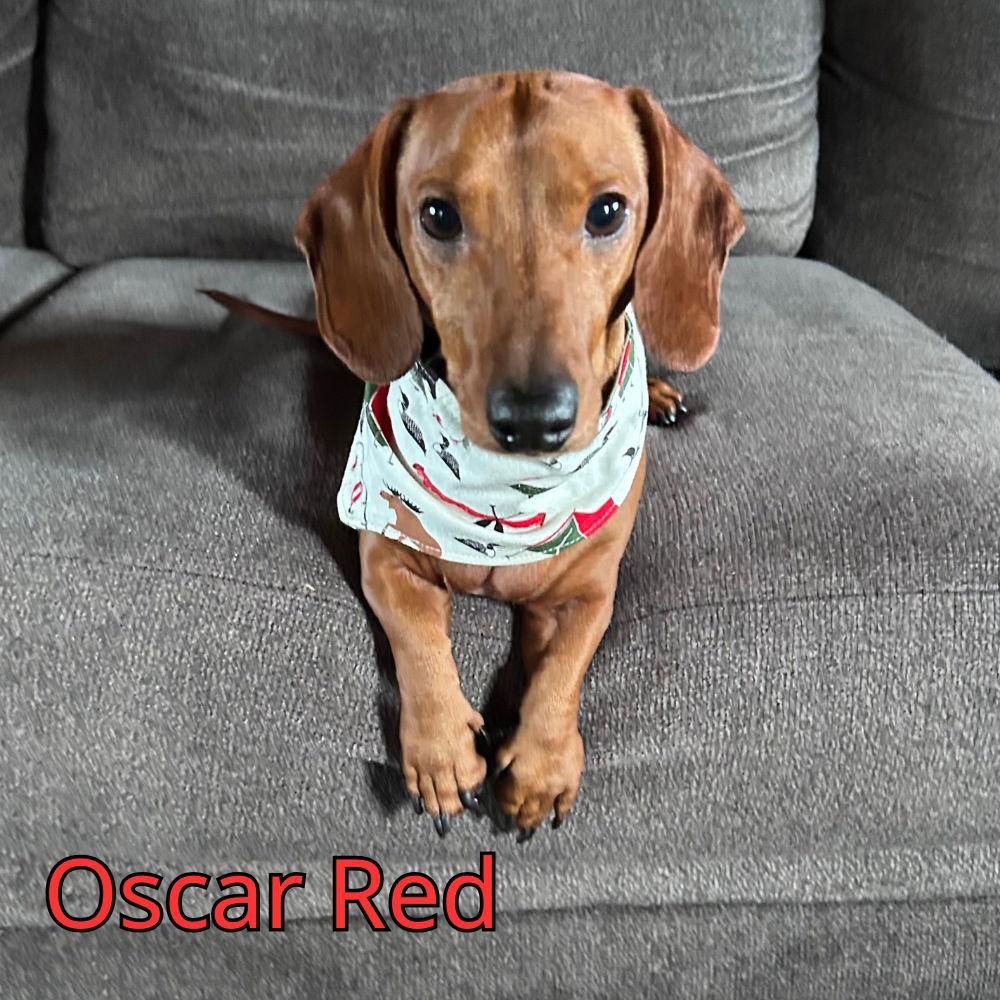 Enlarge Oscar Red, a Adopted Dachshund in San Antonio, TX image 2/3