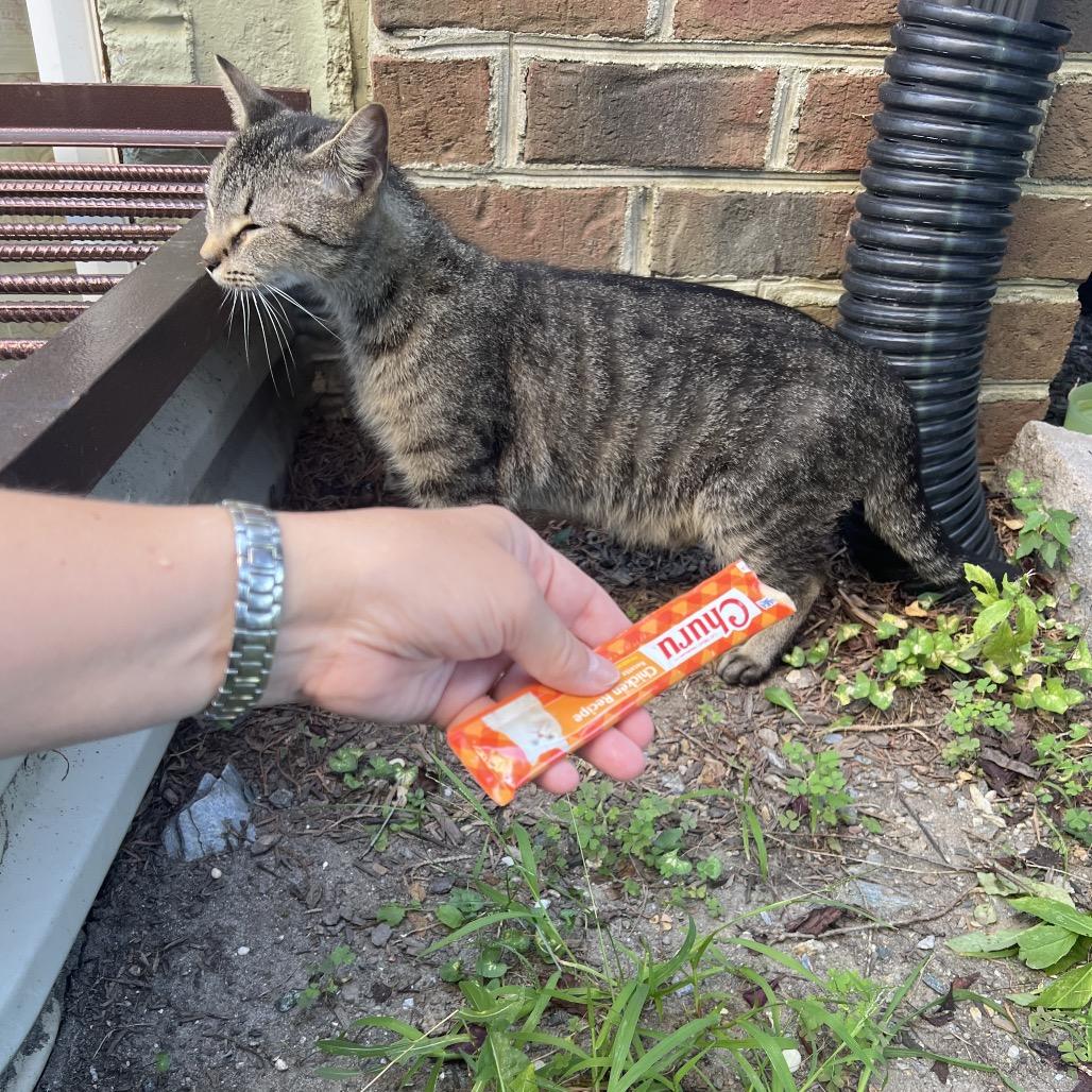 Tiger Lily, a Adoptable Domestic Short Hair in Germantown, MD image 1/6