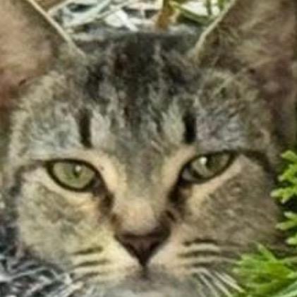 Tiger Lily, a Adoptable Domestic Short Hair in Germantown, MD image 2/6