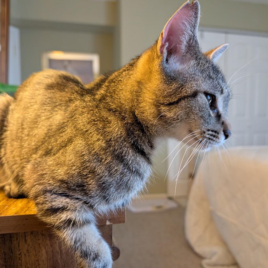 Tiger Lily, a Adoptable Domestic Short Hair in Germantown, MD image 3/6