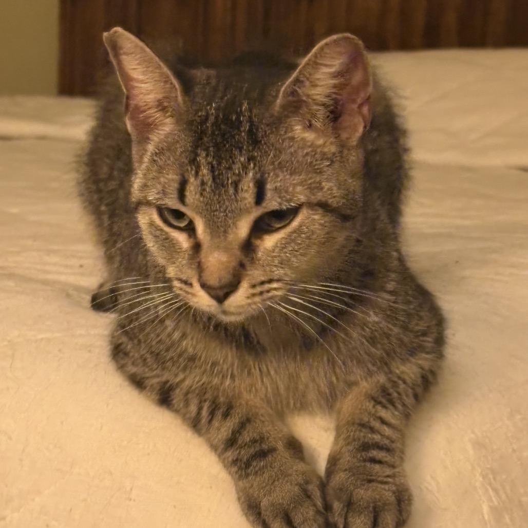 Tiger Lily, a Adoptable Domestic Short Hair in Germantown, MD image 4/6