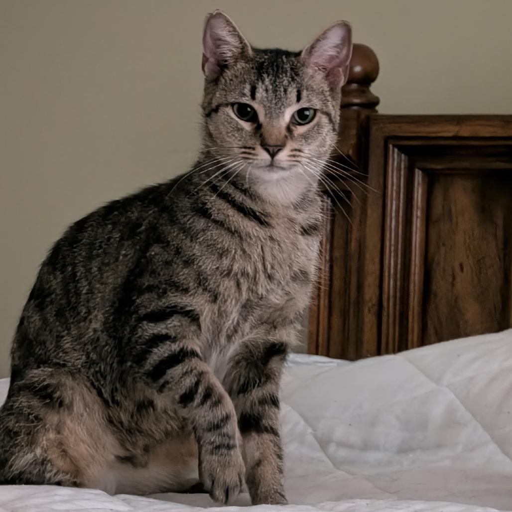 Tiger Lily, a Adoptable Domestic Short Hair in Germantown, MD image 5/6