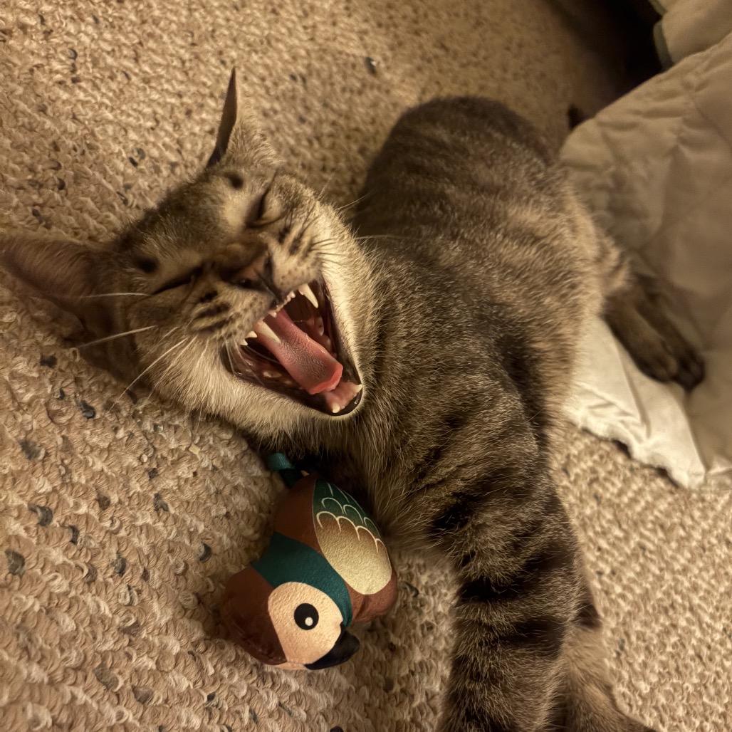 Tiger Lily, a Adoptable Domestic Short Hair in Germantown, MD image 6/6