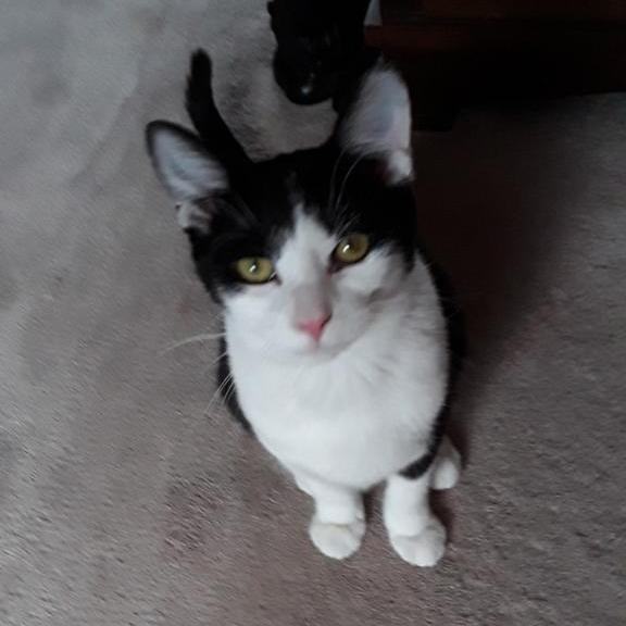 Belinda, a Adoptable Domestic Short Hair in Mokena, IL image 2/3