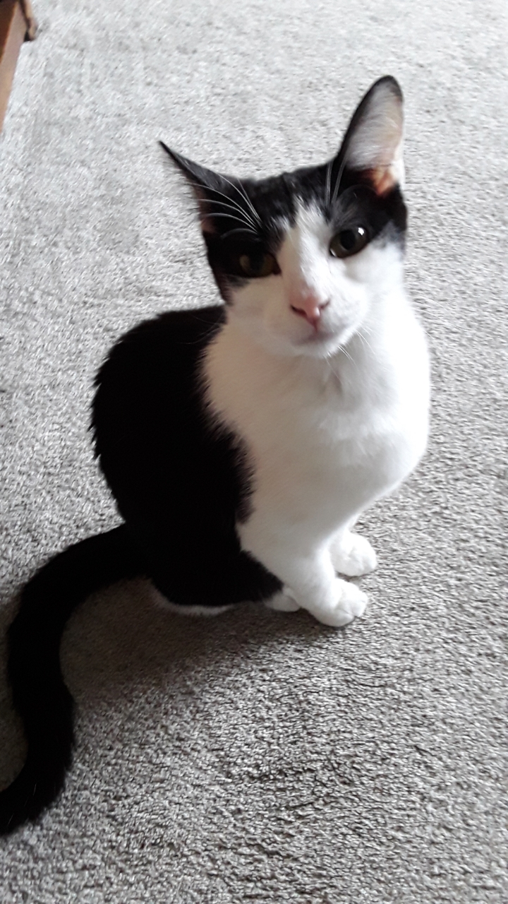 Belinda, a Adoptable Domestic Short Hair in Mokena, IL image 3/3