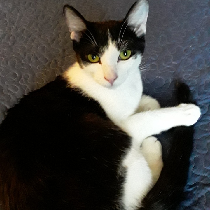 Belinda, Adoptable, Young Female Domestic Short Hair.