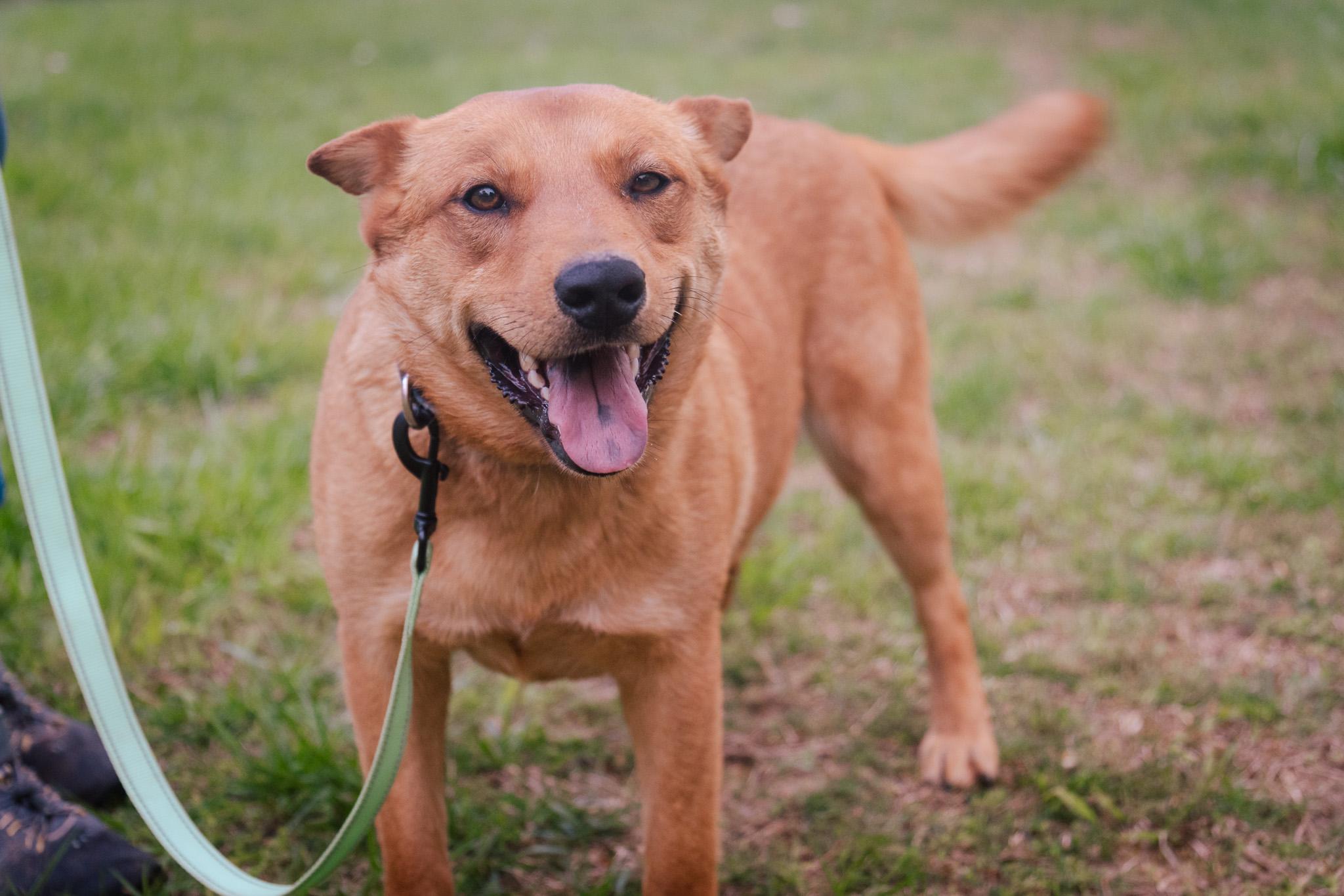 Enlarge Coco, a Adoptable mixed breed in Gradyville, KY image 6/6