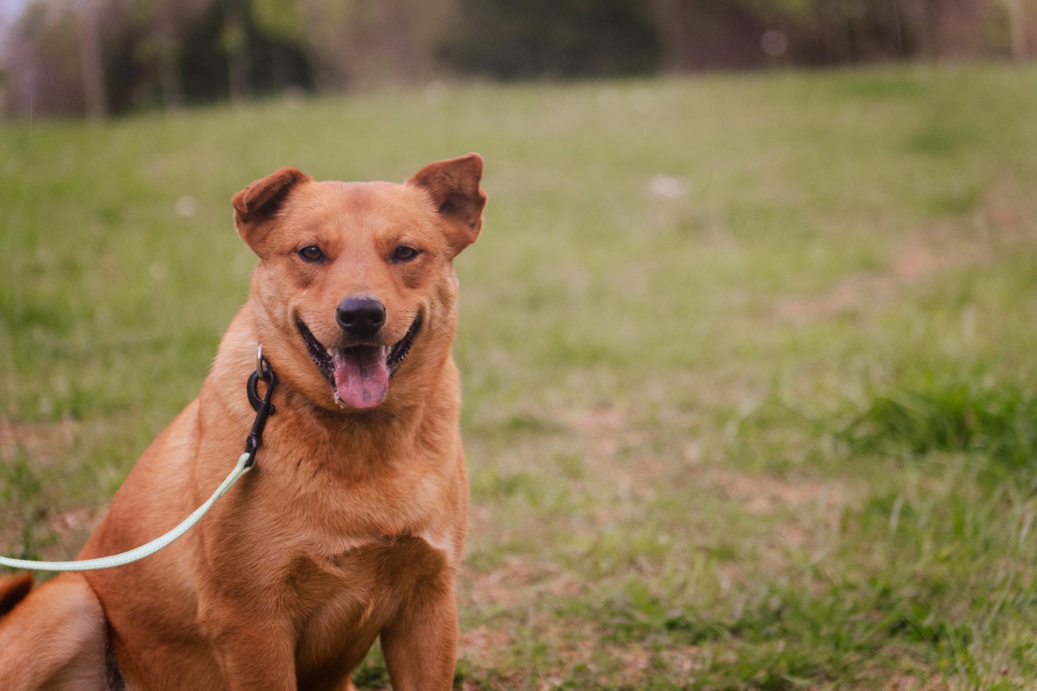 Enlarge Coco, a Adoptable mixed breed in Gradyville, KY image 5/6